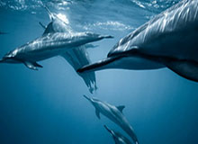 今日十佳球！湖人不错，占了两....